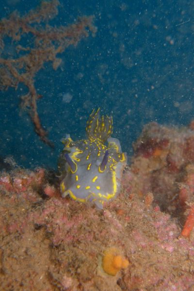 Doris geant Giant doris Felimare (Hypselodoris) picta